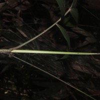 Calamus pachystemonus Thwaites
